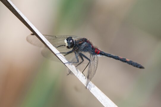 Little moss maiden, leucorrhinia dubia, white-faced darter, anisoptera, damselflies, dragonflies, insects, dragonflies, males, odonata