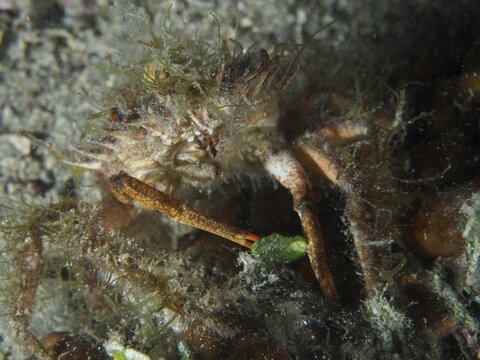 Crab with algae, little spider crab (Maja crispata), on sandy seabed. Dive site House Reef, Stoja, Pula, Croatia, Mediterranean Sea