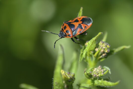 Eurydema ornata, Eurydema ornatum, vegetable bug, heteroptera, pentatomidae, ornamental bug, black-backed vegetable bug, tree bugs, insects, bugs