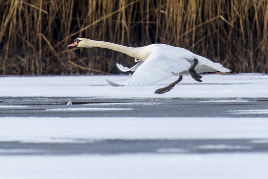 Mute Swan (Cygnus olor), wildlife, Germany. A swan flies just above an icy surface, surrounded by reeds