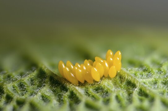 Coccinella septempunctata, seven-spotted ladybird, beetle, coleoptera, eggs, clutches, insects, beetles, seven-spot ladybird, seven-spotted ladybug