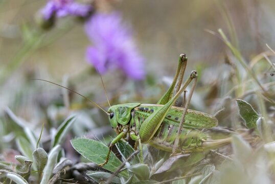 Decticus verrucivorus, deciduous locusts, wart biters, ensifera, female, grasshoppers, insects, long-feeler scares, wait biters, female