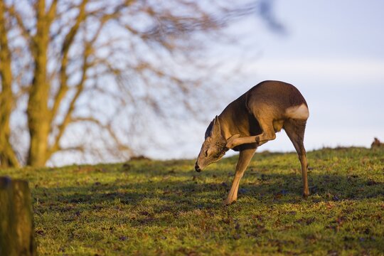 A male roe deer (Capreolus capreolus) stands at sunrise in a meadow, scratching his head with its hind leg