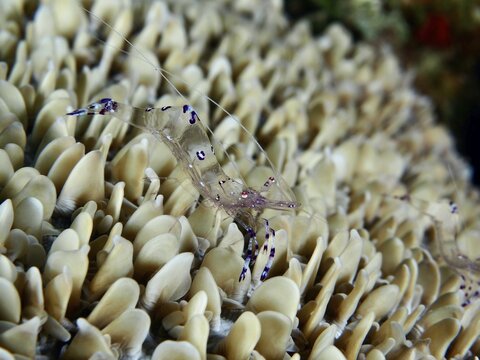 Transparent Saravati anemone partner shrimp (Ancylomenes sarasvati) on dense structure of beige corals in the sea, dive site Gondol East, Penyapangan, Bali, Indonesia
