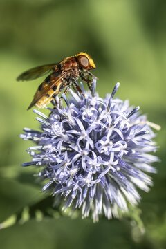 Hornet hoverfly (Volucella zonaria) on globe thistle (Echinops ritro), Emsland, Lower Saxony, Germany