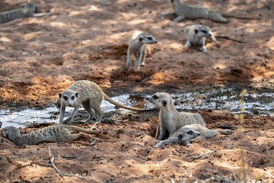 Meerkat (Suricatta suricata), Kgalagadi Transfrontier Park, Northern Cape, South Africa