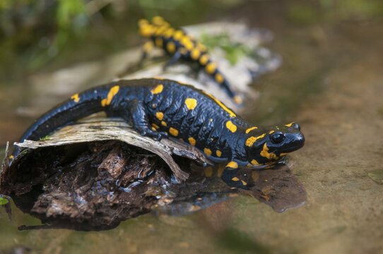 Fire salamanders, fire salamanders, salamandra salamandra, amphibians, amphibians, caudata, amphibians, tail amphibians