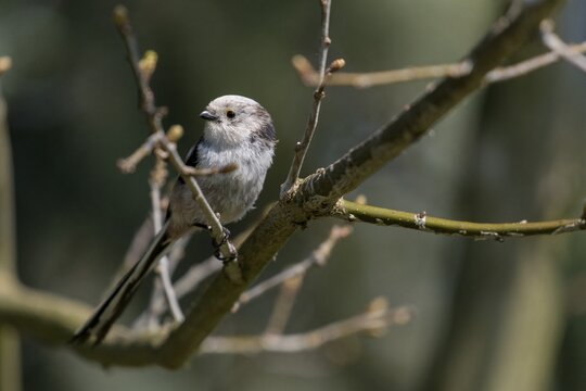 Aegithalos caudate, long-tailed tit, birds, tits, passeri, songbirds, songbirds, tits, birds