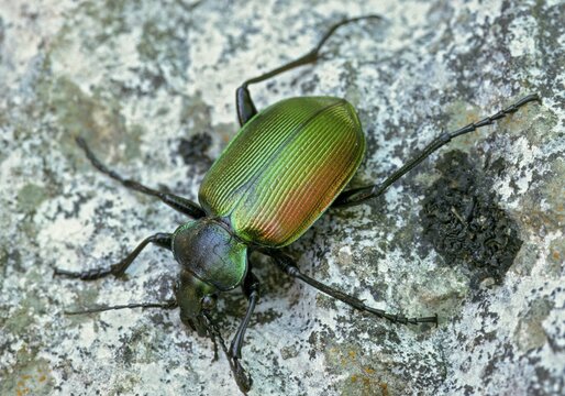 Calosoma Sycophanta, Forest Caterpillar Hunter, Great Doll Predator, Slovenia, Triglav National Park, Beetle, Insects, Beetles, National Park, Triglav
