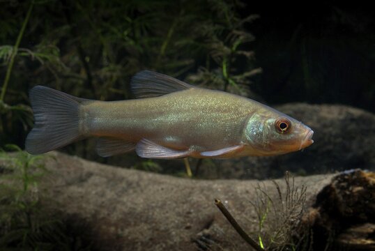 Schleie, Tench, Tinca Tinca, Doctor Fish, Fishes, Pisces