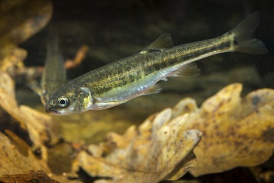 Bitterfish, minnow, Eurasian minnow, minnow, prille, phoxinus phoxinus, common minnow, fish, fishes, rivers, pisces