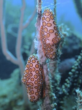 Two orange speckled snails, flamingo tongue (Cyphoma gibbosum), on a soft coral in a blue underwater landscape, dive site Nursery, Pompano Beach, Florida, USA