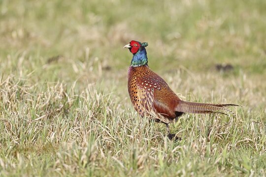 Pheasant, hunting pheasant (Phasianus colchicus), adult male bird in a meadow, wildlife, lembruch, ox moor, D&uuml;mmer nature park Park, Lower Saxony, Germany