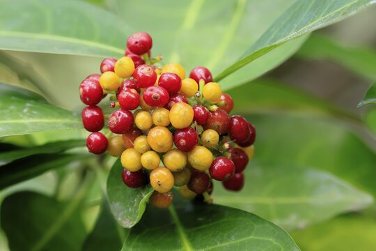 Psychotria capensis, Cape Rowan berry, fruits, ripe, unripe, shrub, Kirstenbosch Botanical Garden, Cape Town, South Africa