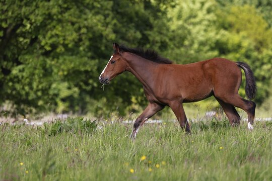 Young horse, foal (Equus ferus caballus) domestic horse, young large horse running across meadow, Schleswig-Holstein, Germany