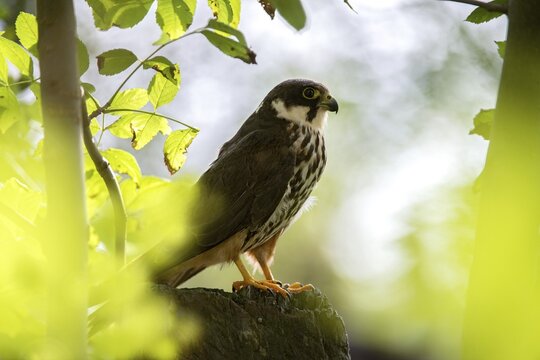 Falcon, Falco Subbuteo, Hobby, Birds, Falcon, Falconiformes, Falcons, Raptors, Birds of Prey, Birds