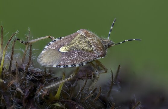 Berry bug, Dolycoris baccarum, hairy shield bug, heteroptera, sloe bug, insects, bugs
