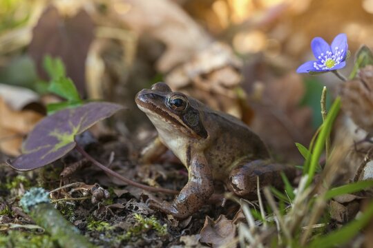 Agile frog, common hepatica, buttercup family, hepatica nobilis, liverwort, rana dalmatina, ranunculaceae, jumping frog, amphibians, amphibians, flora, frog, frogs, liverwort, amphibians, plants, plants