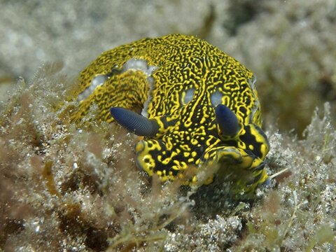 A yellow nudibranch with distinctive markings, the yellow-purple star nudibranch (Felimare picta), moves across seaweed at the El Cabron Marine Protected Area dive site, Arinaga, Gran Canaria, Spain, Europe, Atlantic Ocean