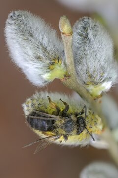 Andrena vaga, Andrenidae, floodplain sand bee, grey-backed mining bee, hymenoptera, sand bee, willow sand bee, female, high size, portrait format, insects, female