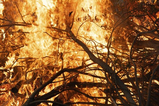 Blazing flames consume dry branches in an intense fire, Finland