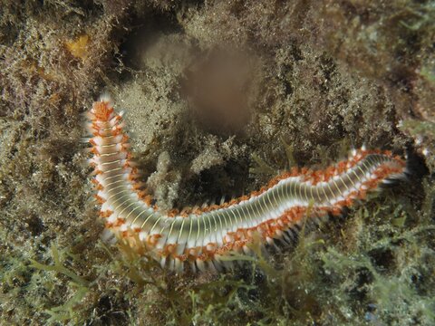 A fireworm (Hermodice carunculata) winds its way through a marine habitat at the El Cabron Marine Reserve dive site, Arinaga, Gran Canaria, Spain, Europe, Atlantic Ocean