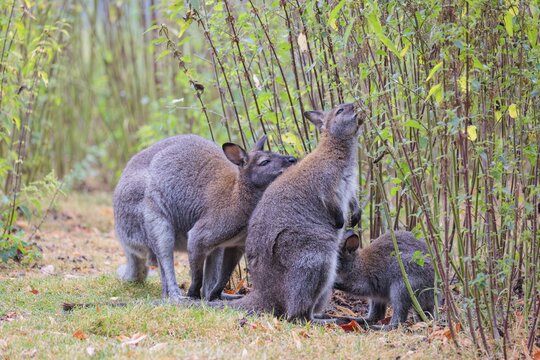 A family of red-necked wallaby (Macropus rufogriseus) sits on a cloudy day amidst tall, dense clumps of stinging nettles, eating the leaves. Eastern Australia, Tasmania, islands of Bass Strait