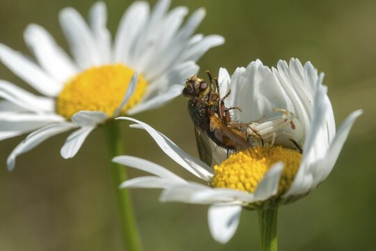 Arachnida, Misumena vatia, arachnids, variable crab spider, arthropod, prey, flower spider, arthropods, Goldenrod Crab Spider, hunting, crab spider, spiders, spiders