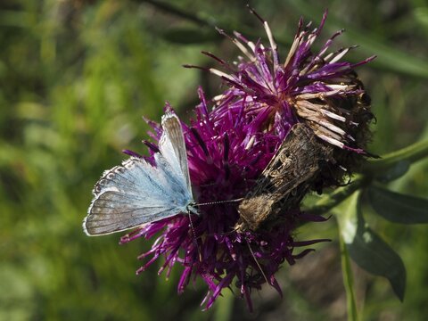 Blue butterfly, Chalkhill Blue (Polyommatus coridon), and a brown insect on a purple flower, Goms, Canton of Valais, Switzerland