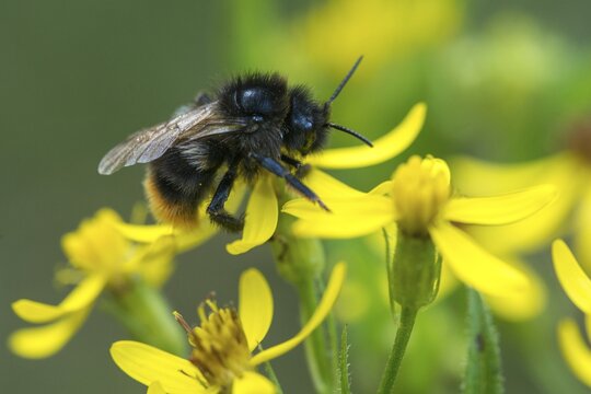 Apidae, bees, bombus lapidarius, bumblebee, hymenoptera, red-tailed bumblebee, bumblebee, bumblebee, insects, males, males