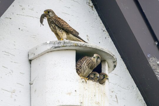 Falco tinnunculus, Common Kestrel, kestrel, adult bird, bird, brood, adult, falcon, falconiformes, falcon, falcon, falcon, falcon, falcon, falcon, falcon, falcon, falcon, falcon, falcon, falcon, falcon, falcon, falcon, falcon, falcon, falcon, falcon, falcon, falcon, falcon, falcon, falcon, falcon, falcon, falcon, falcon, falcon, falcon, falcon, falcon, falcon, falcon, falcon, falcon, falcon, falcon, falcon, falcon, falcon, falcon