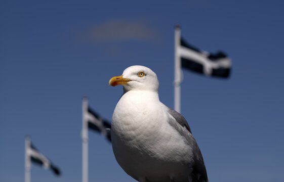 Seagull, herring gull (Larus argentatus) perched on a quay wall, with the Cornish flag behind it, harbour, Falmouth, Cornwall, England, Great Britain, United Kingdom
