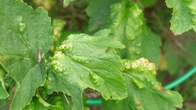 Macro green currant leaves severely damaged by gall aphid pest. Infested Ribes bush plant with blister galls in summer garden. Plant pathology, crop protection and agriculture concept. Real 4K video