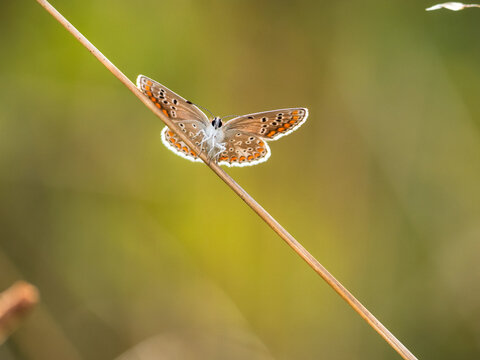 butterfly on leaf