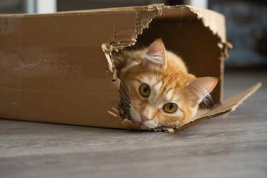 Orange fluffy cat hiding inside a torn cardboard box in a cozy apartment  