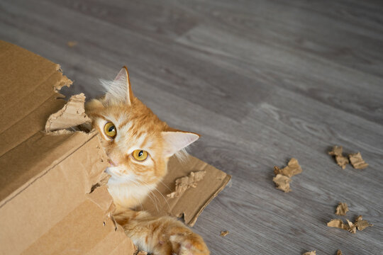 Ginger cat peeking out from torn cardboard box with scattered pieces  