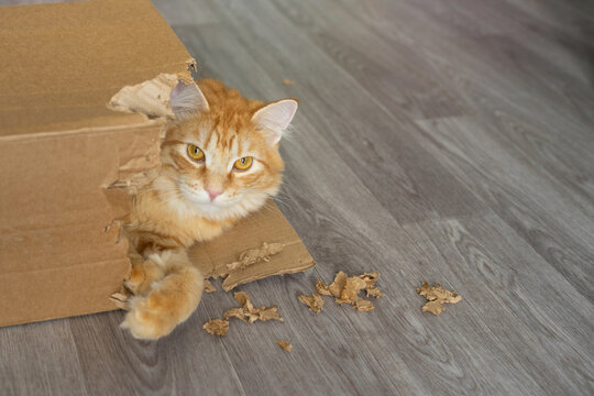 Orange cat playing inside a torn cardboard box with chewed pieces  