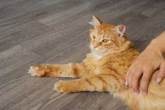 Ginger cat being petted by a human hand on wooden floor  