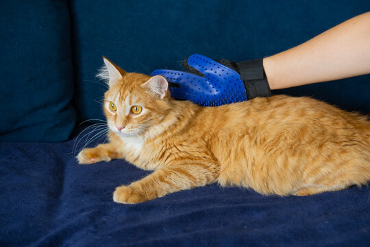 Ginger cat receiving grooming with blue glove on a velvet sofa  