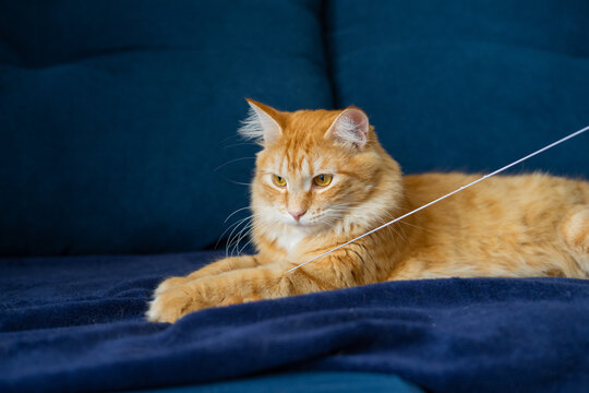 Ginger cat playing with a white toy string on a blue velvet sofa  