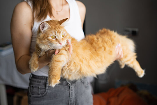 Woman holding fluffy orange tabby cat in cozy modern home  