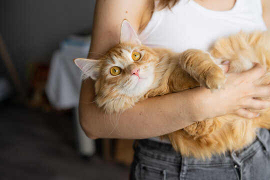 Woman holding ginger cat in arms, cozy indoors, joyful atmosphere  
