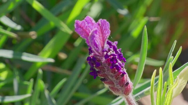 Purple lavender blooms sway gently in sunlit field. Phlox, Gazania, blossom