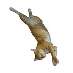 Obraz premium Gravity Cat