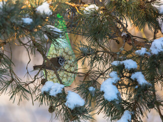 A Crested Tit (Grenadier Tit) perched on a food net on a snow-covered pine branch. © fototema