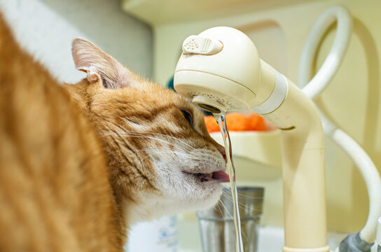 Cute Tabby Cat Drinking Fresh Water Directly from a Kitchen Faucet
