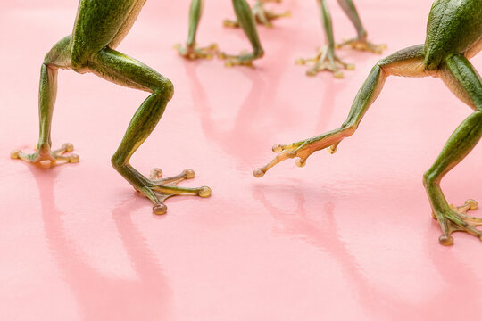 Green Frog Legs on Pink Background