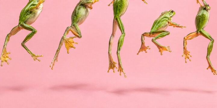 Jumping Green Frogs on Pink Background