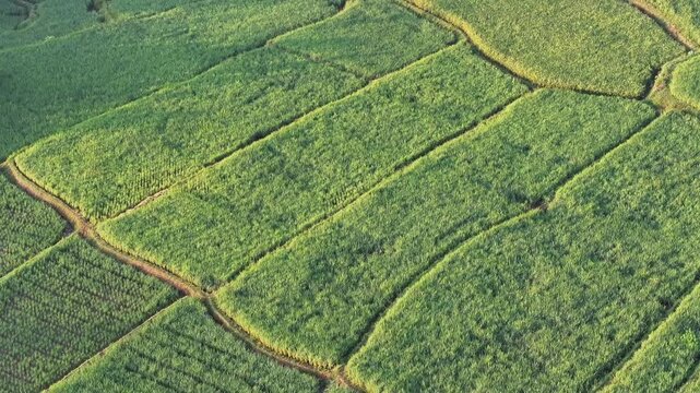 Aerial drone view of lush green agricultural farmland with crop rows and dirt paths