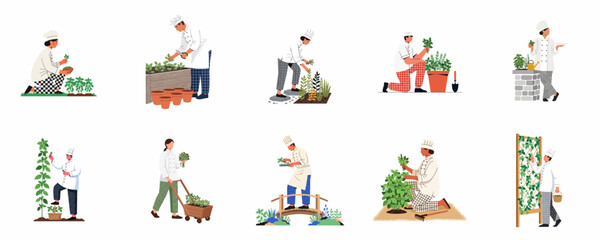 Naklejka premium Set of Flat Vector Illustrations Featuring Chefs and Cooks Harvesting Fresh Organic Vegetables and Herbs from Kitchen Gardens and Vertical Farms for a Farm-to-Table Culinary Concept